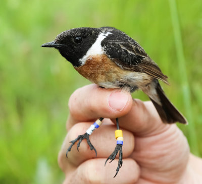 Stonechat, Saxicola torquatus, svarthakad buskskvätta,29052014-GO5A1421 - kopia.jpg