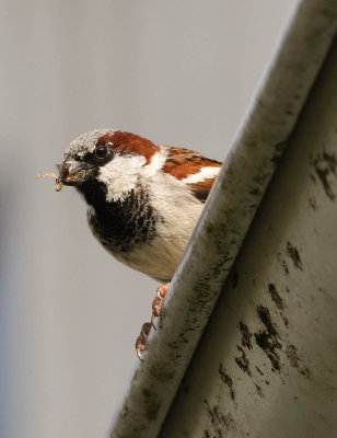 House Sparrow, Passer domesticus, gråsparv, 27062014-GO5A6095 - kopia.jpg