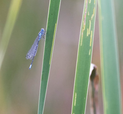 mörk lyrflickslända, 29062014-GO5A6969 - kopia.jpg