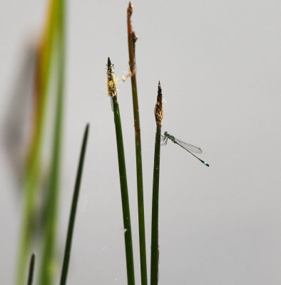 större kustflickslända, 29062014-GO5A6985 - kopia.jpg