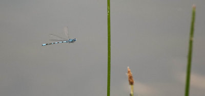 sjöflickslända, 29062014-GO5A6993 - kopia.jpg