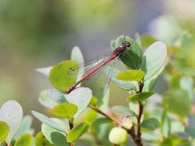 röd flickslända, 29062014-GO5A7028 - kopia.jpg