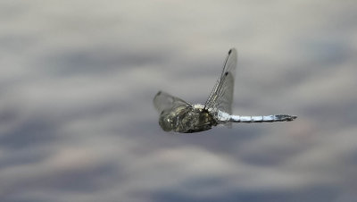 större sjötrollslända, 30062014-GO5A7057 - kopia.jpg