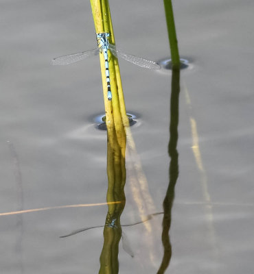 sjöflickslända, 30062014-GO5A7104 - kopia.jpg