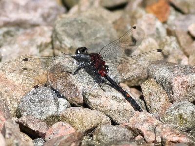 myrtrollslända, 30062014-GO5A7122 - kopia.jpg