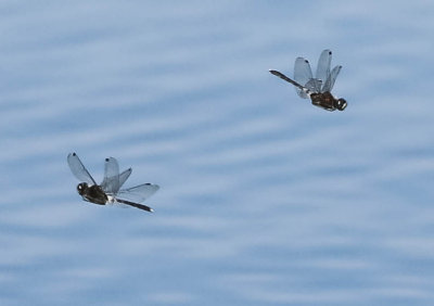 pudrad kärrtrollslända, 30062014-GO5A7212 - kopia.jpg