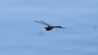pudrad kärrtrollslända, 30062014-GO5A7337 - kopia.jpg
