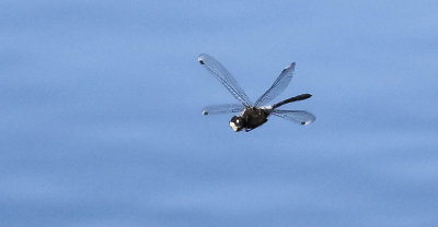 pudrad kärrtrollslända, 30062014-GO5A7339 - kopia.jpg
