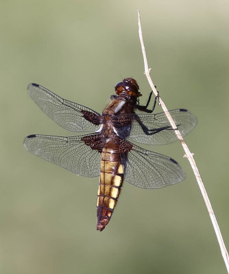 bred trollslända, 15062014-GO5A4364 - kopia.jpg