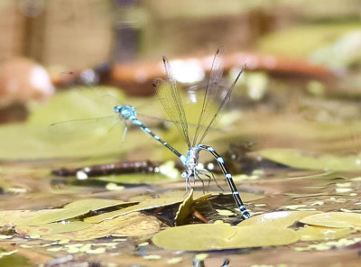 mörka lyrflicksländor, 23062014-GO5A5915 - kopia.jpg