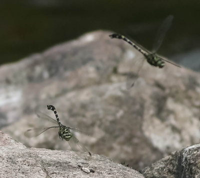 stenflodtrollsländor, 04072014-GO5A7525 - kopian.jpg