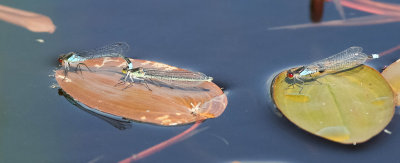 Större rödögonflicksländor, 04072014-GO5A7992 - kopia.jpg