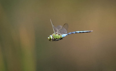 blå kejsartrollslända, 06072014-GO5A8299 - kopia.jpg