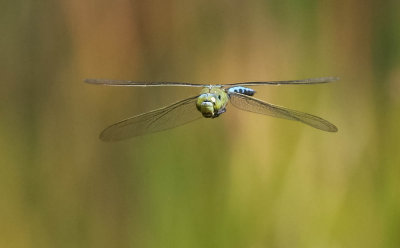 blå kejsartrollslända, 06072014-GO5A8326 - kopia.jpg