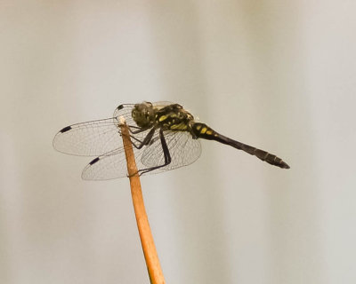 svart ängstrollslända, 06072014-GO5A8383 - kopia.jpg