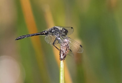 svart ängstrollslända, 06072014-GO5A8405 - kopia.jpg