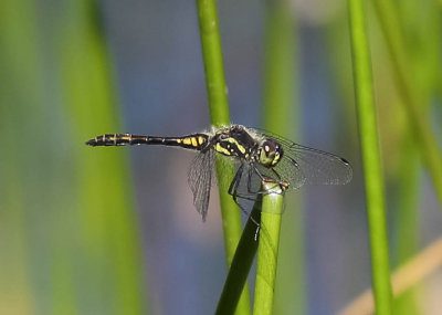 svart ängstrollslända, 06072014-GO5A8431 - kopia.jpg