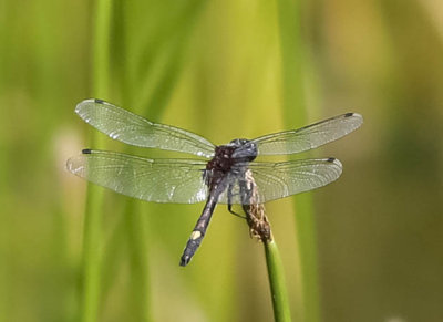 citronfläckad kärrtrollslända, 06072014-GO5A8515 - kopia.jpg