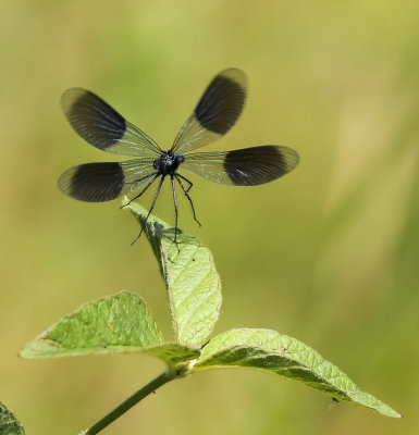 blåbandad jungfruslända, 06072014-GO5A8526 - kopia.jpg