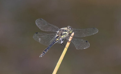 , 06072014-GO5A8547 - kopia.jpg