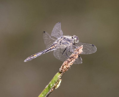 svart ängstrollslända, 06072014-GO5A8549 - kopia.jpg
