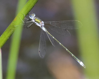 pudrad smaragdflickslända, 06072014-GO5A8556 - kopia.jpg