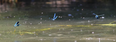 blåbandade jungfrusländor, 10072014-GO5A8905 - kopia.jpg