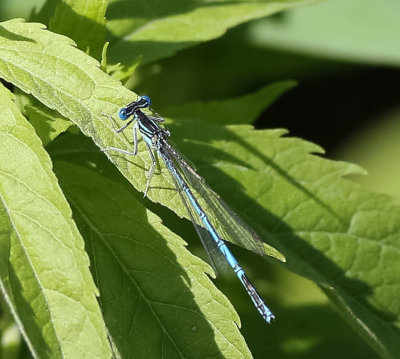 flodflickslända, 10072014-GO5A9195 - kopia.jpg