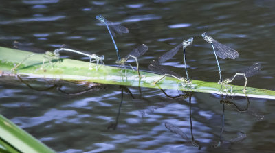 flodflicksländor, 10072014-GO5A9314 - kopia.jpg