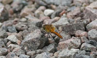 blodröd ängstrollslända, 12072014-GO5A9928 - kopia.jpg