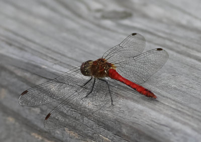 blodröd ängstrollslända, 12072014-GO5A9937 - kopia.jpg
