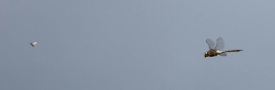 mindre kejsartrollslända, en hane jagande svärmande flygmyror, 18072014-GO5A0316 - kopia.jpg