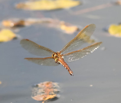 brun mosaikslända, en äggläggande hona 18072014-GO5A0507.jpg