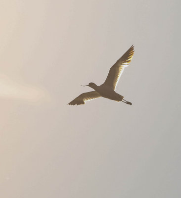 Avocet, Recurvirostra avosetta, skärfläcka, 20072014-GO5A0871 - kopia.jpg