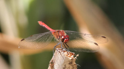 ? 21072014-GO5A1019 - kopia.jpg