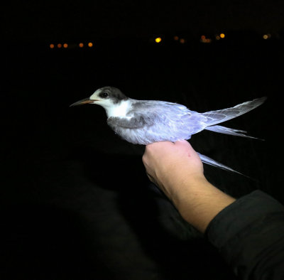 Common Tern, Sterna hirundo, fisktärna, 26072014-GO5A2079 - kopia.jpg