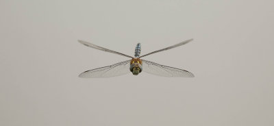 höstmosaikslända, 05082014-GO5A4049 - kopia.jpg
