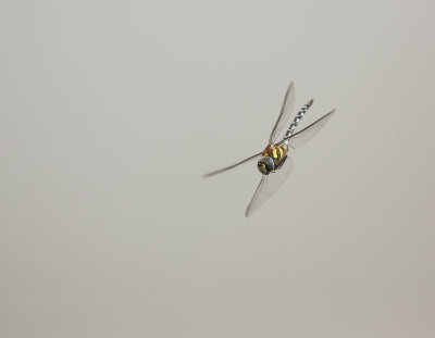 höstmosaikslända, 05082014-GO5A4058 - kopia.jpg