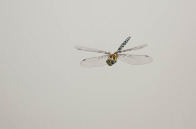 höstmosaikslända, 05082014-GO5A4075 - kopia.jpg
