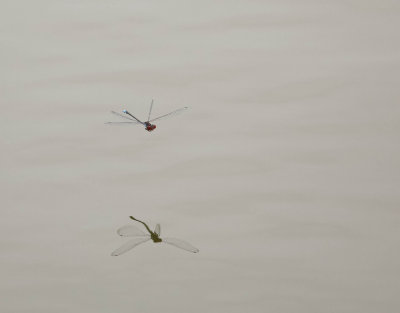 mindre rödögonflickslända, 05082014-GO5A4128 - kopia.jpg