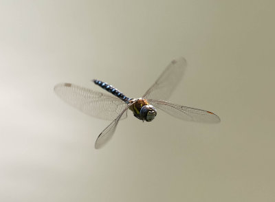 höstmosaikslända, 08082014-GO5A4731 - kopia.jpg