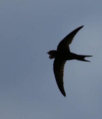 Swift, Apus apus, tornseglare,10082014-GO5A5750 - kopia.jpg
