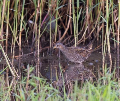 Spotted Crake, Porzana porzana, småfläckig sumphöna, 10082014-GO5A5319 - kopia.jpg