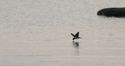 Swallow, Hirundo rustica, ladusvala, 07082014-GO5A4615 - kopia.jpg