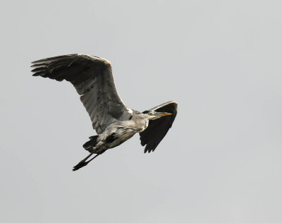 Grey Heron, Ardea cinerea, Gråhäger, 12082014-GO5A6270 - kopia.jpg