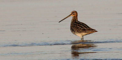 Snipe, Gallinago gallinago, enkelbeckasin, 12082014-GO5A6049 - kopia.jpg