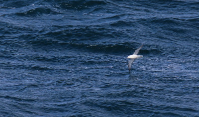 Fulmar, Fulmarus glacialis, stormfågel, 20082014-GO5A8281 - kopia.jpg