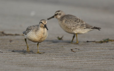 Knot, Calidris canutus, kustsnäppa, 22082014-GO5A9097 - kopia.jpg