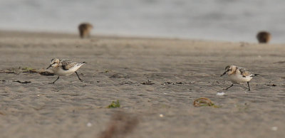 Sanderling, Calidris alba, sandlöpare, 22082014-GO5A9145 - kopia.jpg