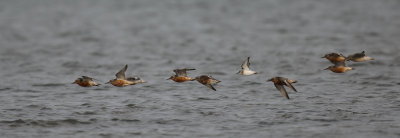 Knots and a sanderling, 22082014-GO5A9283 - kopia.jpg